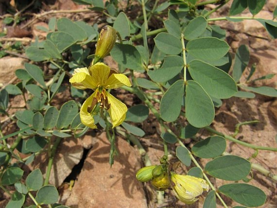 کوسن (برگ) , Italian senna , Port Royal senna